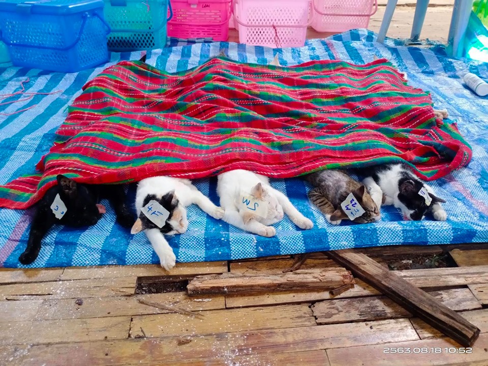 อบต.อ่าวนางร่วมกับมูลนิธิเพื่อสัตว์เกาะลันตา ลงพื้นที่เกาะพีพี