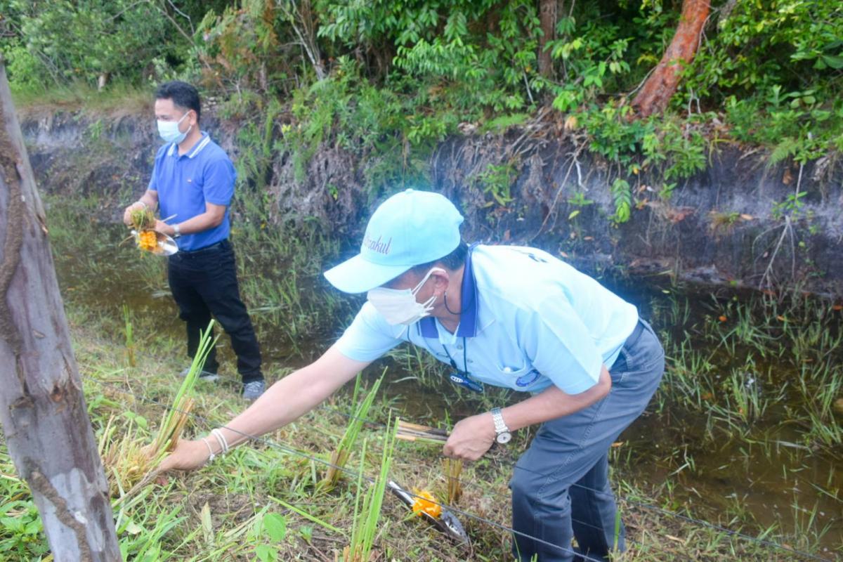 ปลูกหญ้าเฉลิมพระเกียรติพระบรมราชชนนีพันปีหลวง